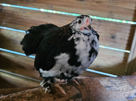 x4 Small Mix breed Chickens