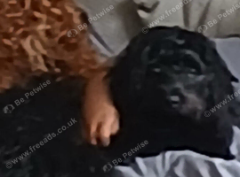 Female black cockapoo