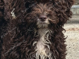 Cockapoo puppies available