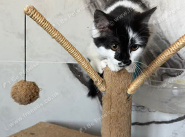 Ragdoll cross
