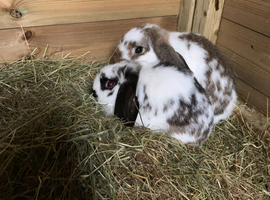 2 Delightful mini lops in need a new home.