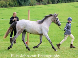 Connemara Yearling filly