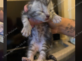 Beautiful kittens