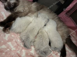 Pure blue point ragdolls