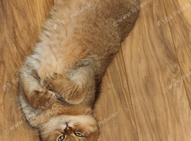 Stunning Golden Scottish fold straight boy needs special love family