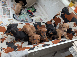 Dachshund puppies ready to go.