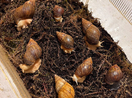 Giant African Land Snails