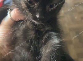 10 week old kittens