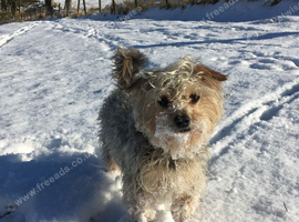 7-9 year old companion dog wanted