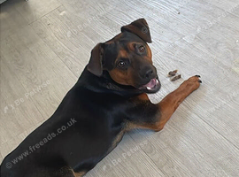 Rehoming our 1 year old jack russel Rocky
