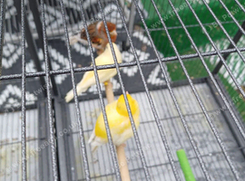 Breeding Pair of Yellow and Canaries &ndash; &pound;80