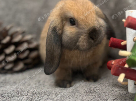 One Gorgeous Mini Lop Baby Ready now!