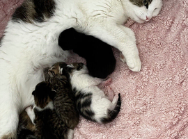 4 fluffy kittens available now!