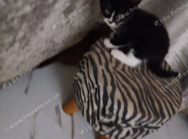 4 kittens for sale $100 each