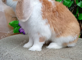 Mini lop