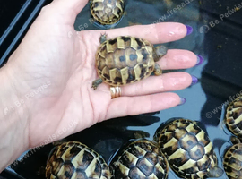 Swansea Hermann Tortoise Home