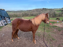 Top quality registered Dartmoor 2 year Filly
