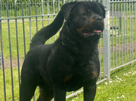 Rottweiler Male
