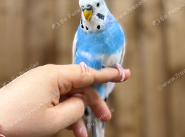 Budgies