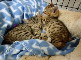 Stunning Bengal cross kittens