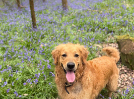 4 year old golden - rehome