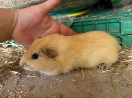 3 baby sows