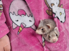 2 mix breed kits ferrets