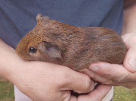 young & adult boars looking for new homes