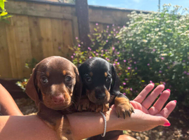 BEAUTIFUL MINITURE DACHSHUND BABIES