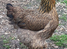 Large fowl gold/blue partridge hatching eggs