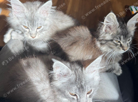 EXCEPTIONAL TICA-REGISTERED MAINE COON KITTENS