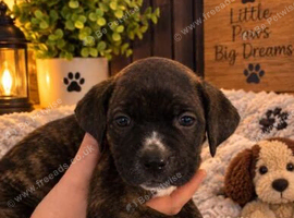 2 cane corso puppies
