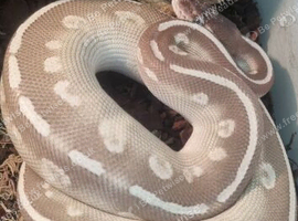 Ball python purple passion