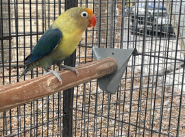 Love bird for sale