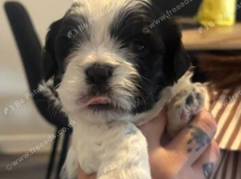 Shih Tzu pups