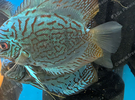 Discus -various types and sizes from &pound;30