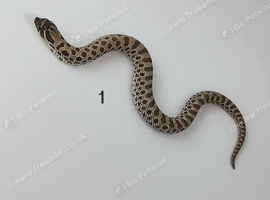 Western Hognose Babies (Various)