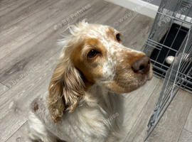 Lilly the cocker spaniel