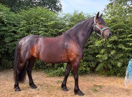 Promising competition horse