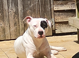 Female american bulldog