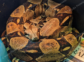 Dwarf Bci Boa