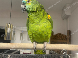 Amazon blue