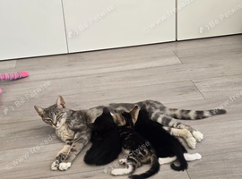 Two Adorable Boy Kittens for Loving Homes