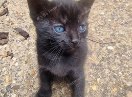 Kitten ready for their forever homes
