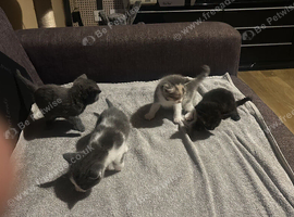 Kittens ready to leave in 4 weeks