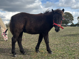 Registered standard Shetland