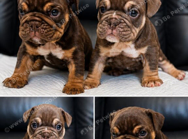 ENGLISH BULLDOGS
