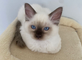 TICA REGISTERED PUREBRED RAGDOLLS  KITTENS AVAILABLE