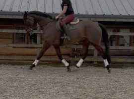 16.1hh Thoroughbred Gelding - A Truly Special boy