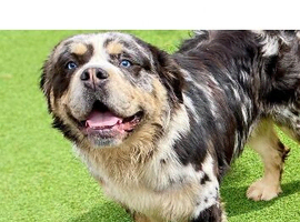 Stunning Old English Bulldog
